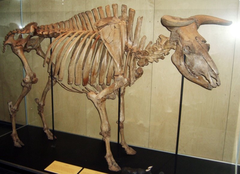 Auroch - Modeling an auroch bull Auroch10