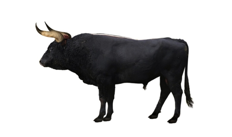Auroch - Modeling an auroch bull Auroch11