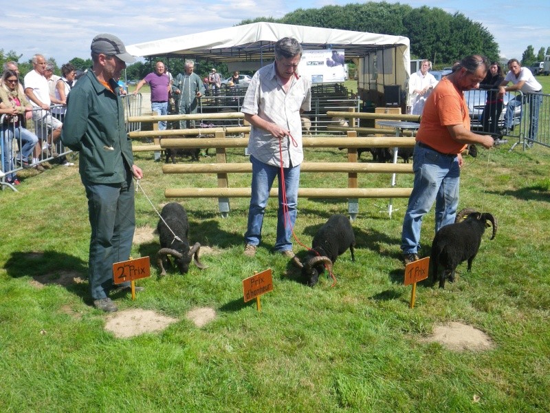 ouessant - Concours du mouton d'Ouessant 2013, Brécé (35). Concou13