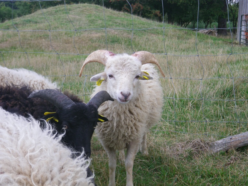 Trois agneaux mâles disponibles!!! Englan11