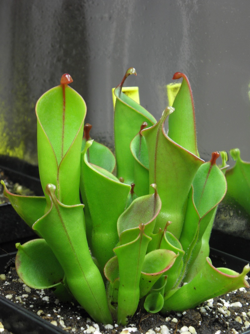 Heliamphora... P4180413