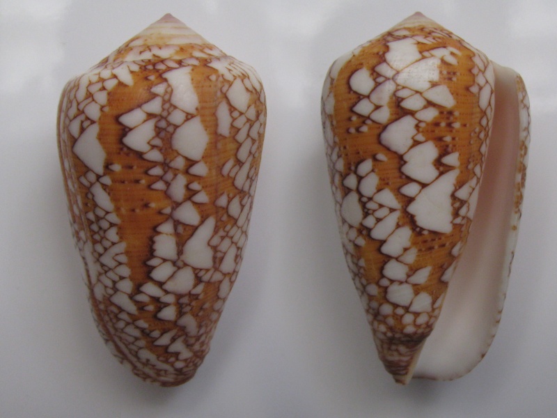 Conus (Darioconus) behelokensis Lauer, 1989 Img_5910