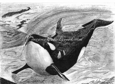 (dessin) dessin d'orque - Page 5 Sans_t11
