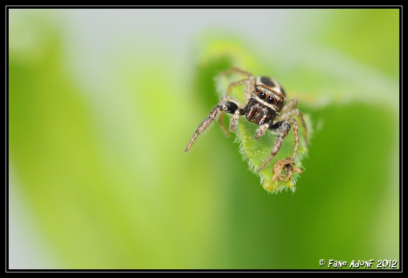 insectes - Page 24 Dsc_4510