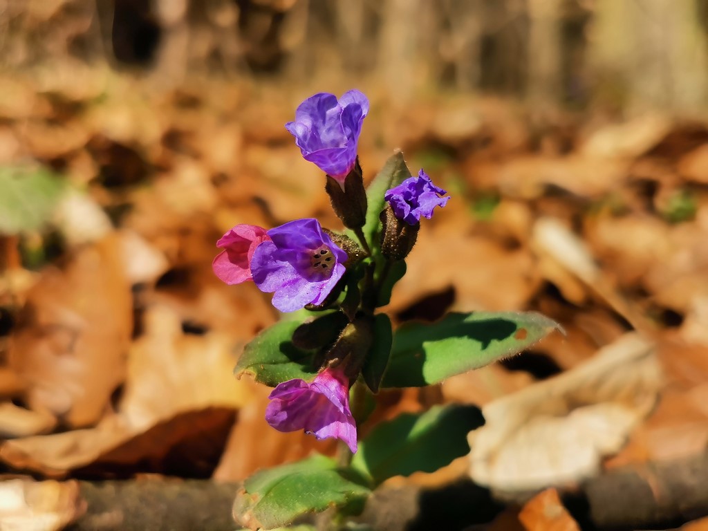 Erste Frühlingsboten im Garten und in Wald und Flur, Teil 2 - Seite 18 Geflec10