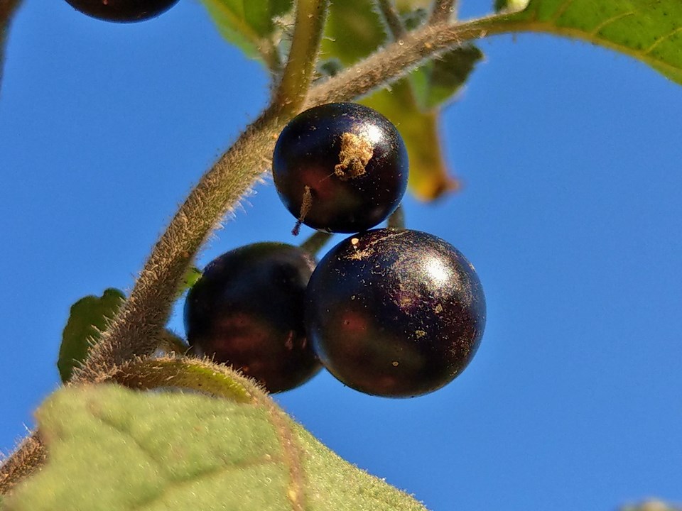 Solanaceae - Tomaten & Chili, aber auch Petunien und andere Schönheiten ;) - Seite 68 Imag1117