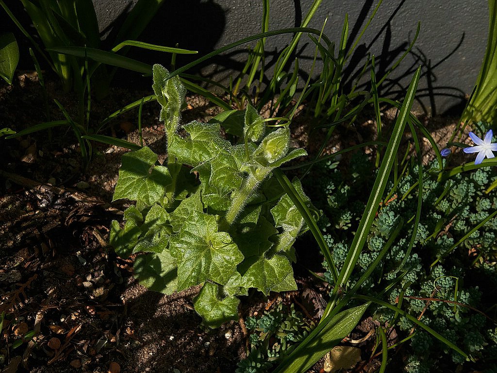 Kürbisgewächse - Cucurbitaceae: Melonen, Gurken, Kürbisse und Zucchini - alle Verteter der nichtsukkulenten Arten - Seite 19 Imag2033