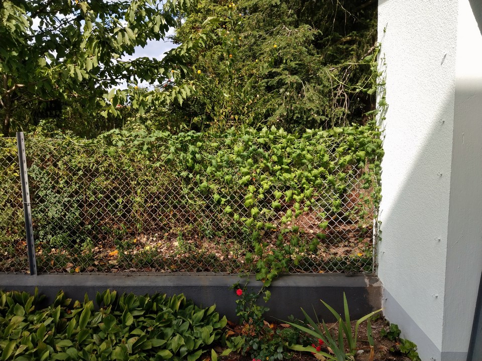 Wildblumen (Sammelthread) - Seite 23 Imag9513