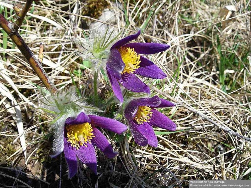 Erste Frühlingsboten im Garten und in Wald und Flur - Seite 4 Kachen12