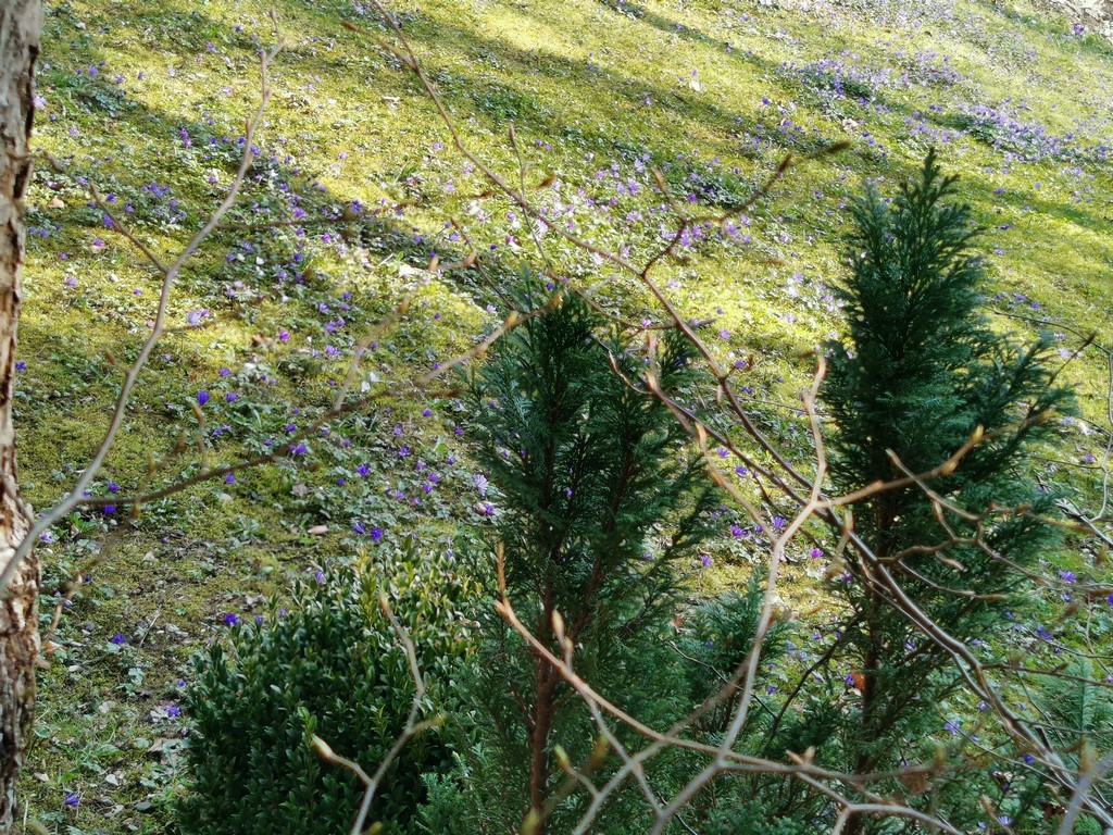 Erste Frühlingsboten im Garten und in Wald und Flur, Teil 2 - Seite 18 Leberb12