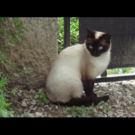 Retrouvee Perdue Le 11 8 13 Framboise Chatte Siamoise Beige Marron Yeux Bleus 84 Caromb Retrouvee Perdue Le 11 8 13 Framboise Chatte Siamoise Beige Marron Yeux Bleus 84 Caromb