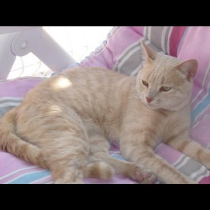 Perdu Le 12 8 13 Filou Chat Roux Clair Beige Bout De La Queue Cassee 04 Villeneuve