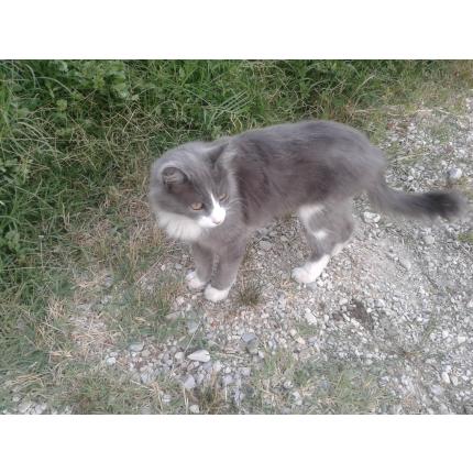 Perdu Le 10 9 13 Misty Chat Gris Et Blanc Poils Longs 84 Courthezon Perdu Le 10 9 13 Misty Chat Gris Et Blanc Poils Longs 84 Courthezon