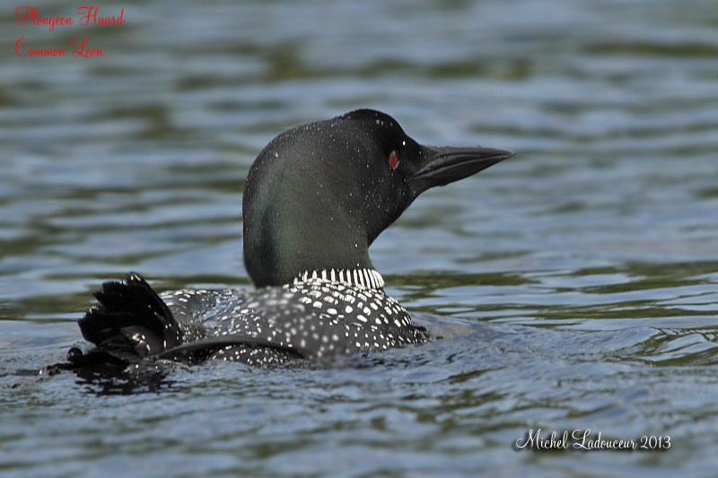 plongeon huard W2_cop12