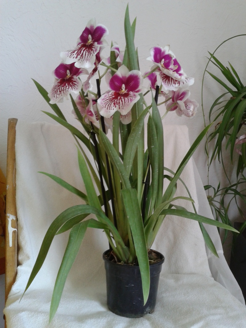 Miltoniopsis de Jacq Orchidées (Ollioules) 20130420