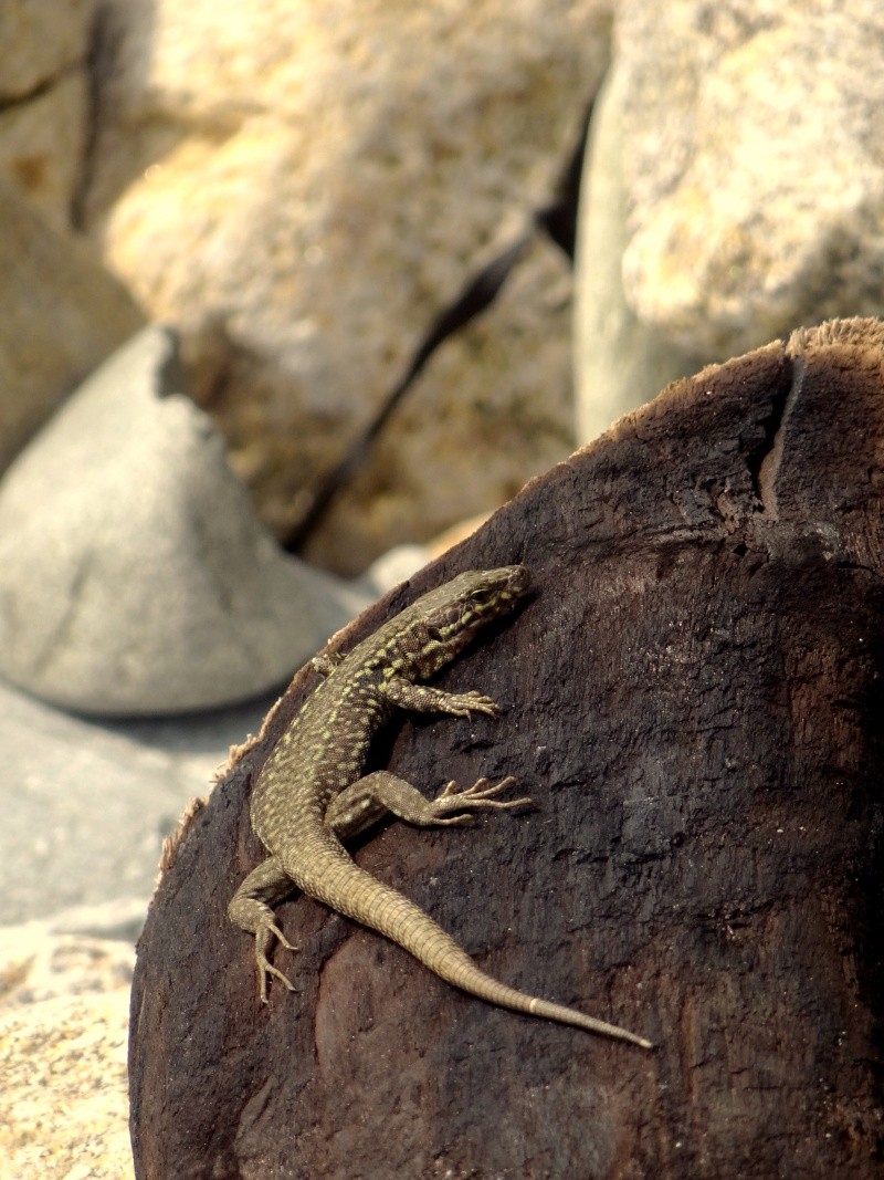 [Podarcis muralis] lézard des murailles (carte propsection Vitré) 16010