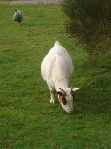 Mise Bas D Une Chevre