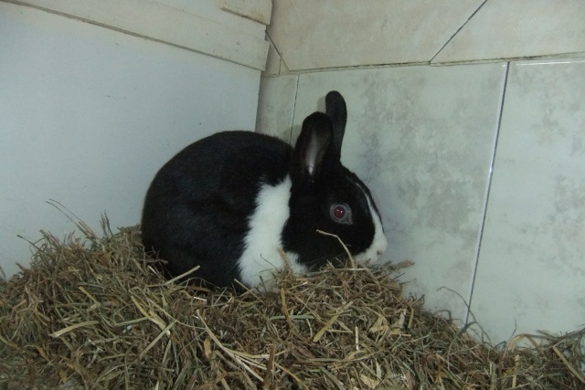 Les lapins à l'adoption à la SPA d'Amance (54) Dscf5216