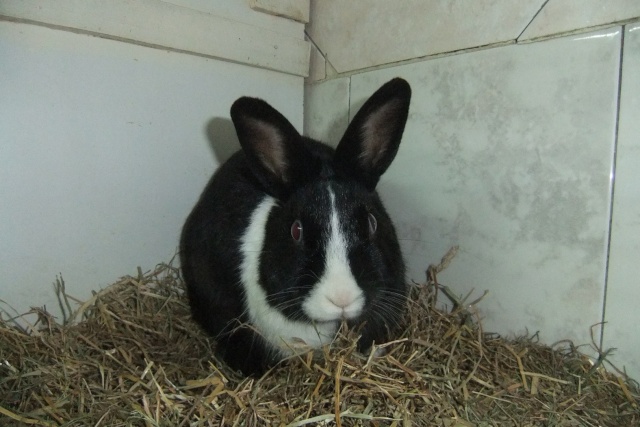 Les lapins à l'adoption à la SPA d'Amance (54) Dscf5217