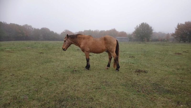 VOUVRAY -  Poney X New Forest né en 1987 - adopté en mai 2013 par Marie.B - Page 3 113