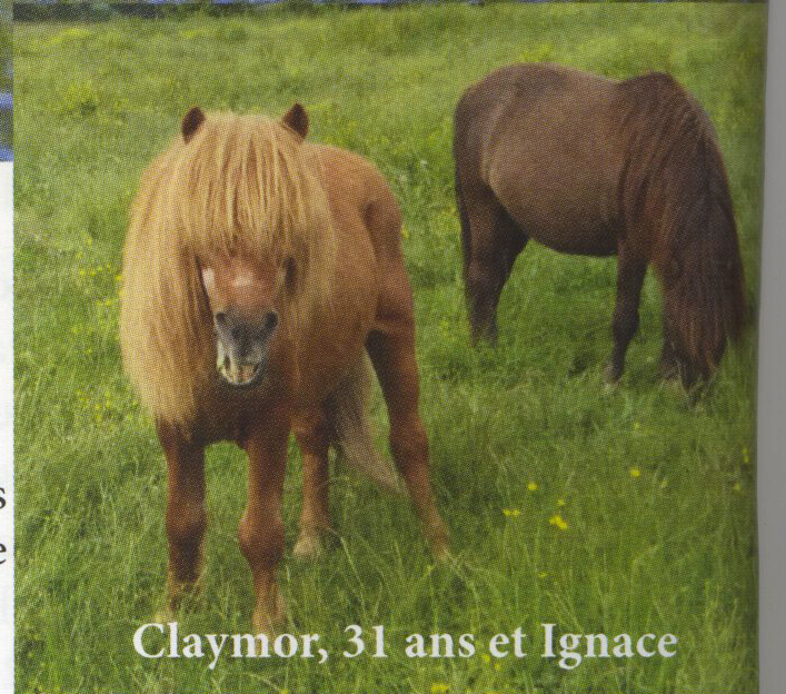 IGNACE - OI Poney typé Shetland né en 1996 - accueilli chez Pech-Petit en septembre 2017   Ignace11