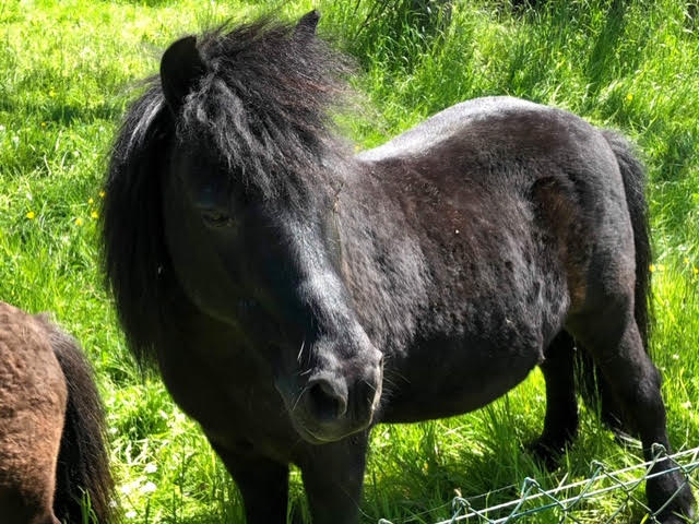 NOIROT - ONC poney né en 1997 - adopté en juillet 2016 par Leila Noirot14