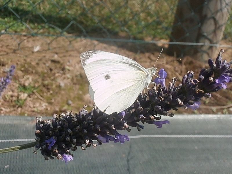 Des papillons P5121314