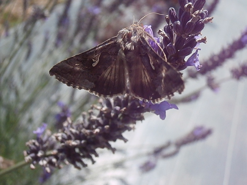Des papillons P5121321