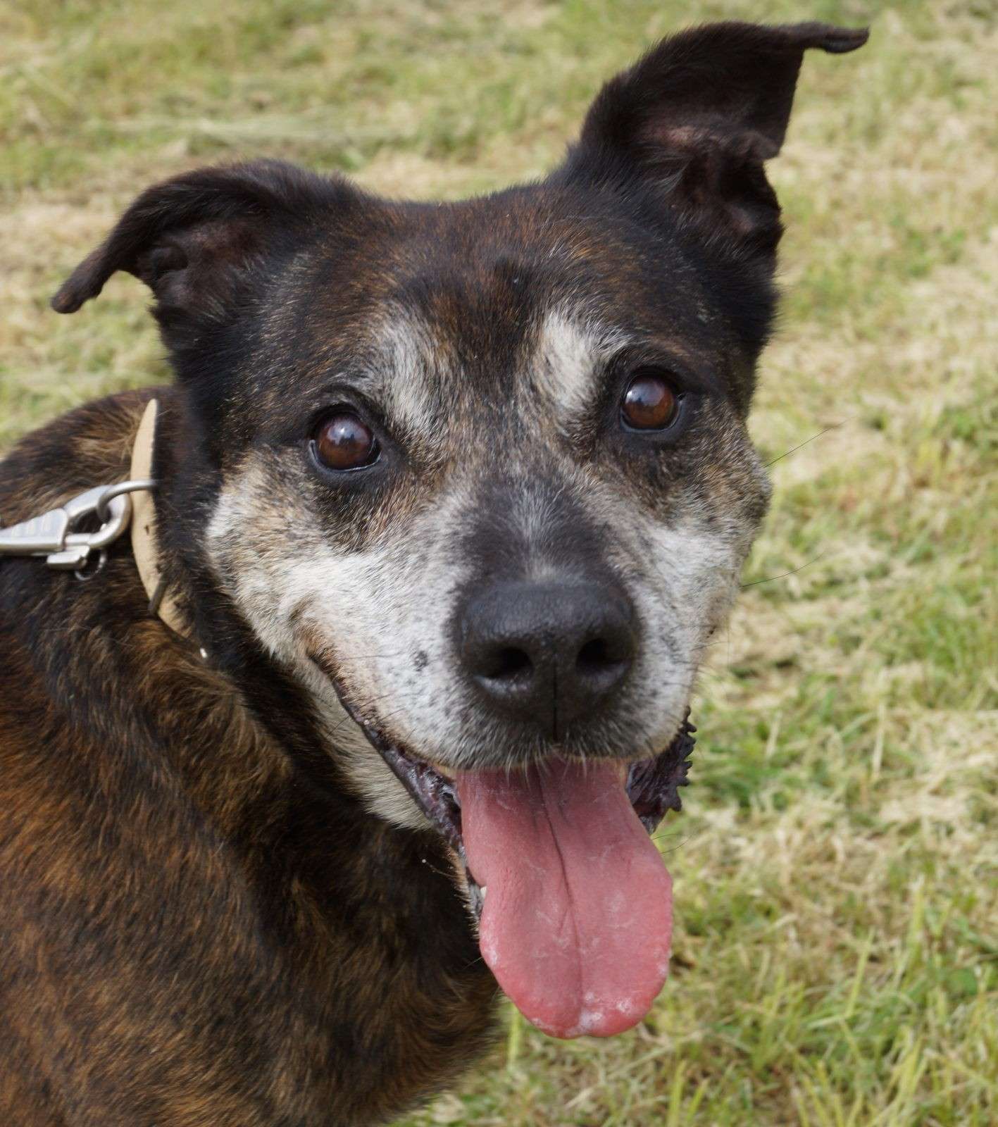 Aidez moi - WEEDY - x boxer 13 ans (7 ans de refuge) Spa d'Orgeval (78) Weedy512
