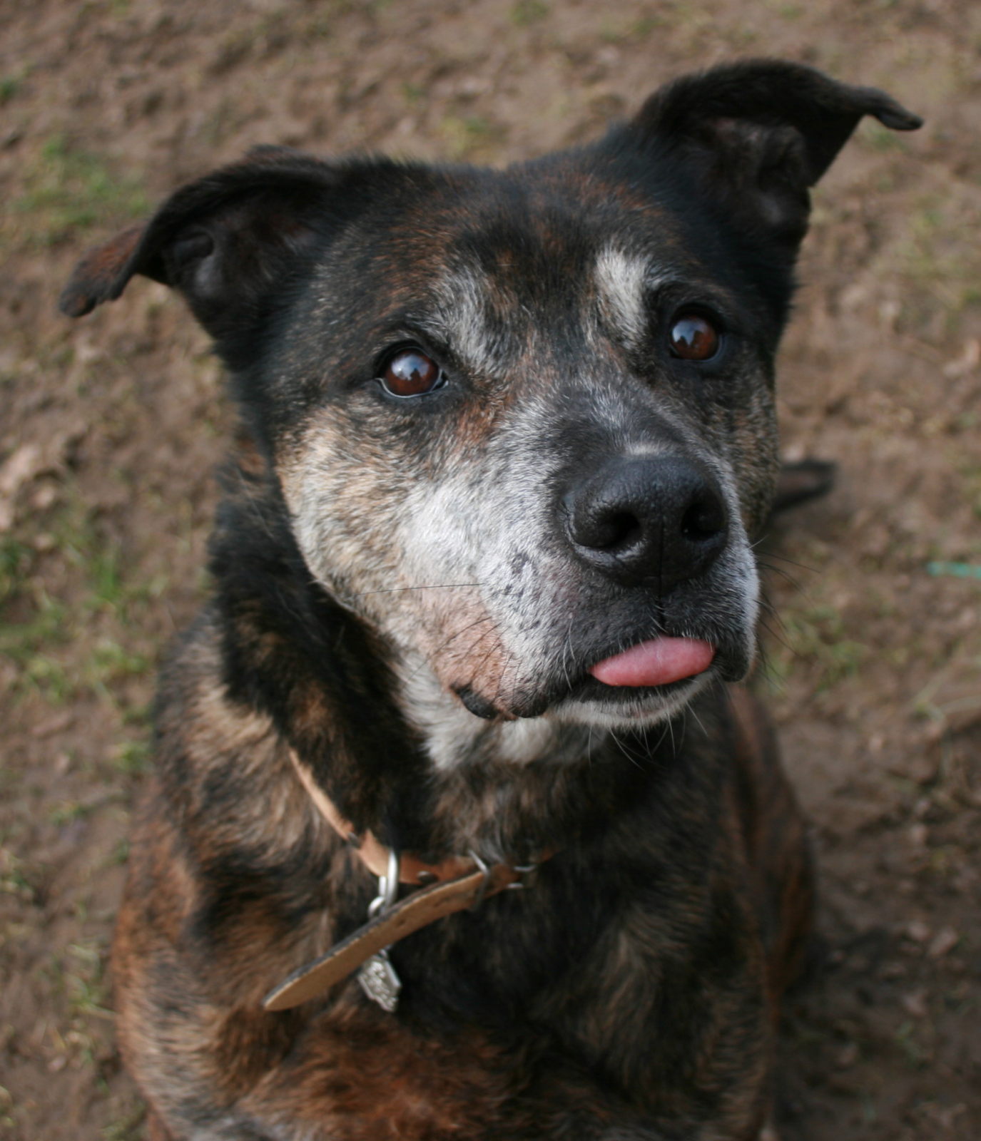 Aidez moi - WEEDY - x boxer 13 ans (7 ans de refuge) Spa d'Orgeval (78) Weedy610