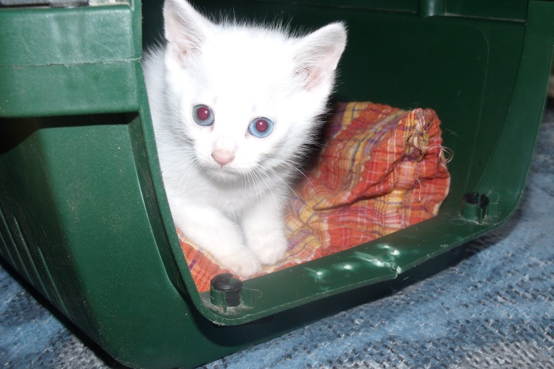 les 5 bébés de la chatte tricolore (a reserver adoptable a leur 2 mois) Gedc0124