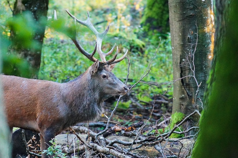 3eme jour au brame.. Cerf10