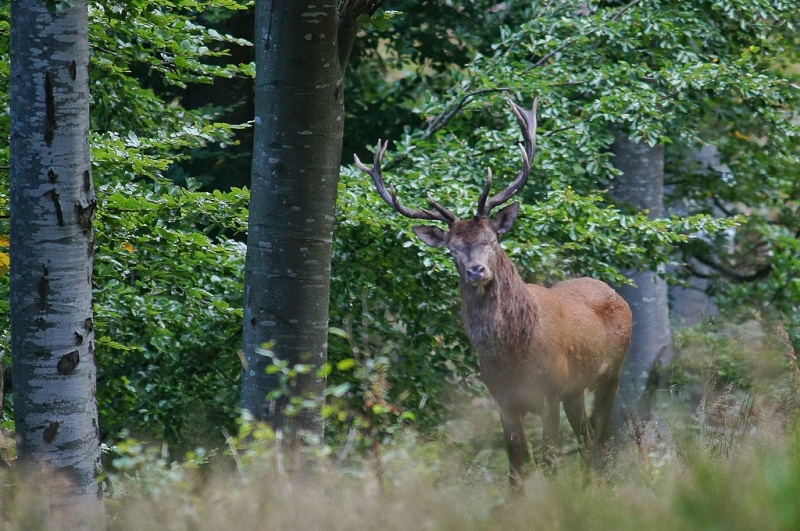sortie au brame.. Cerf_510