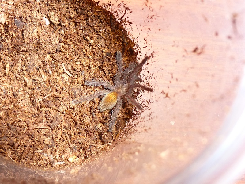 Pterinochilus murinus RCF P1020515