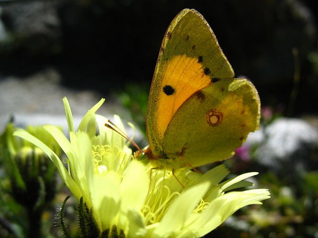 LES PAPILLONS AU JARDIN - Page 2 Le_sou10