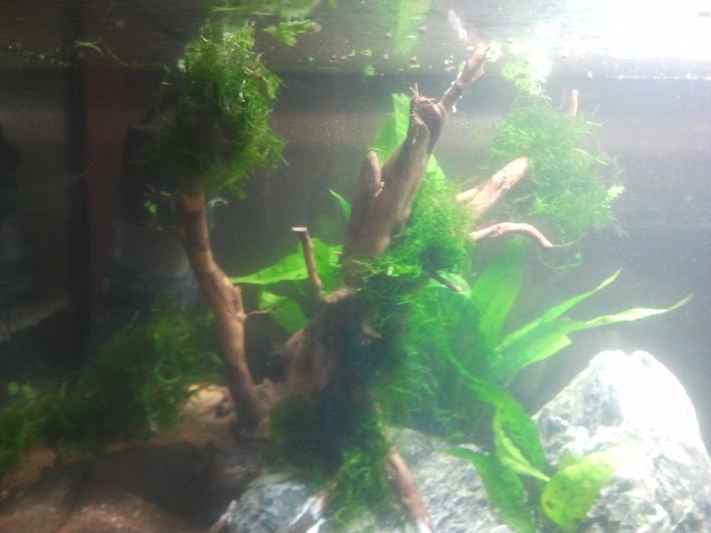 54 litres aquascaping Kk10