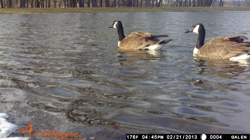 WGI N6E duck pond 00411