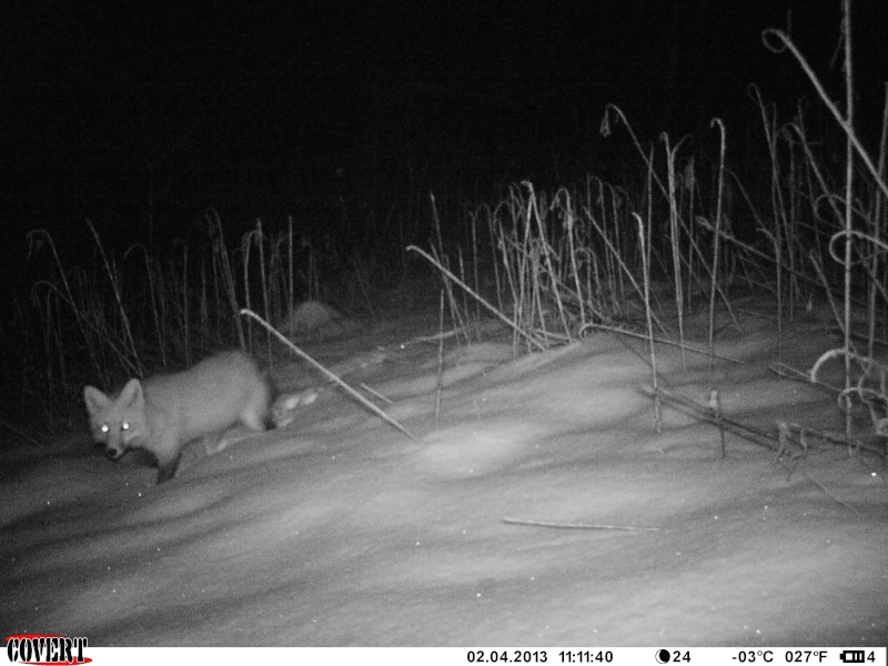 Some fox pics on the Covert MP6 01310