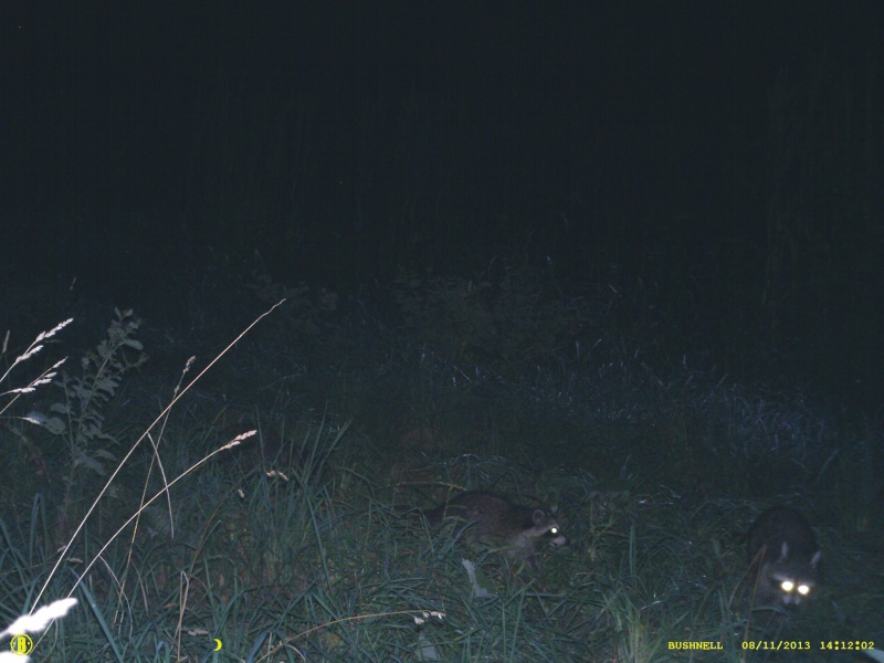 Bushnell TS small bucks and coons  03210