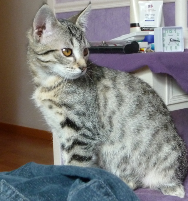 ILOHA, chatte européenne tigrée née vers le 15/04/13, EN DON LIBRE 21_08_34