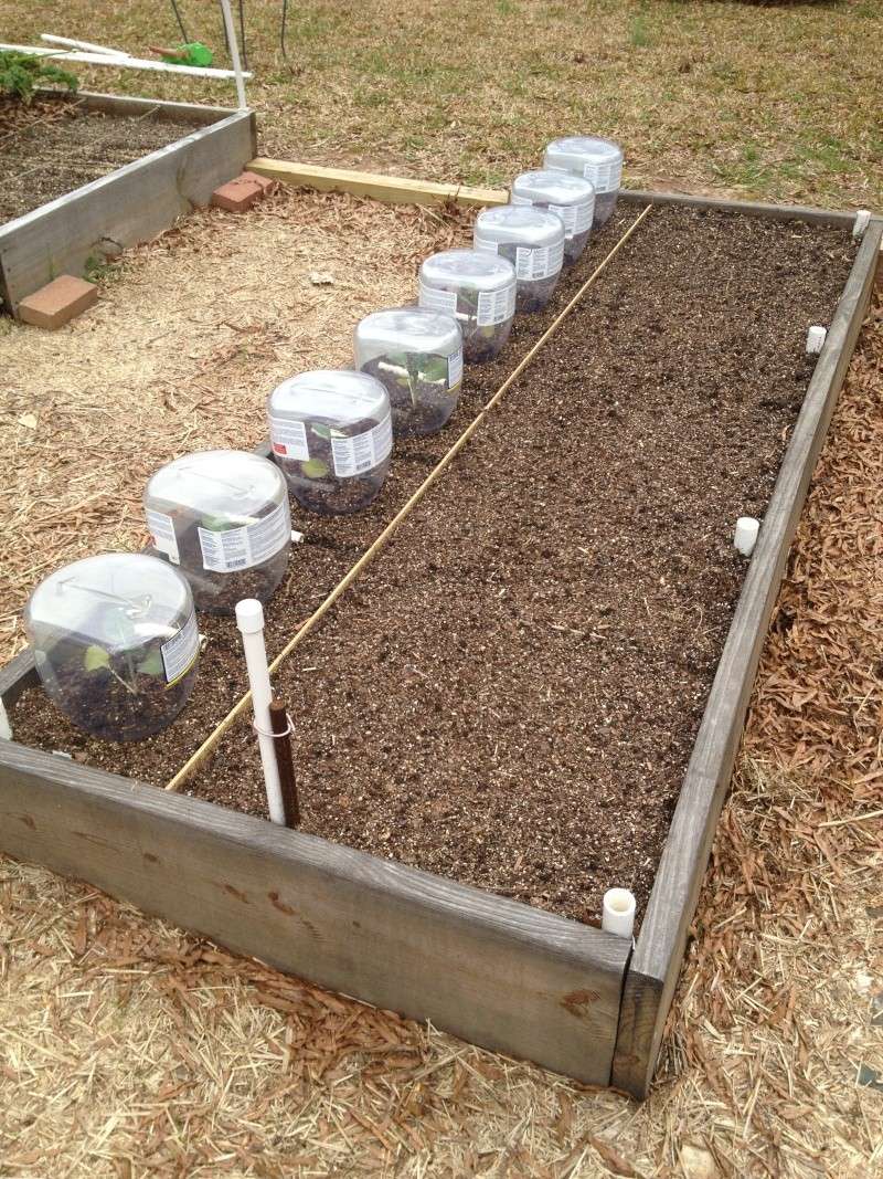 Monthly Avatar Theme March 2013: Your Garden In March! part 1 Winter10