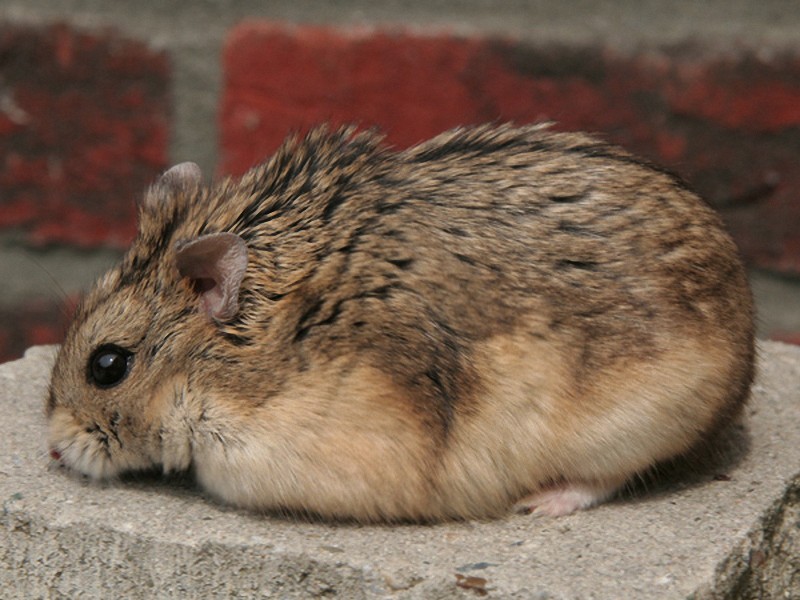 Couleurs et marquages Hamster de Campbell Campbe10