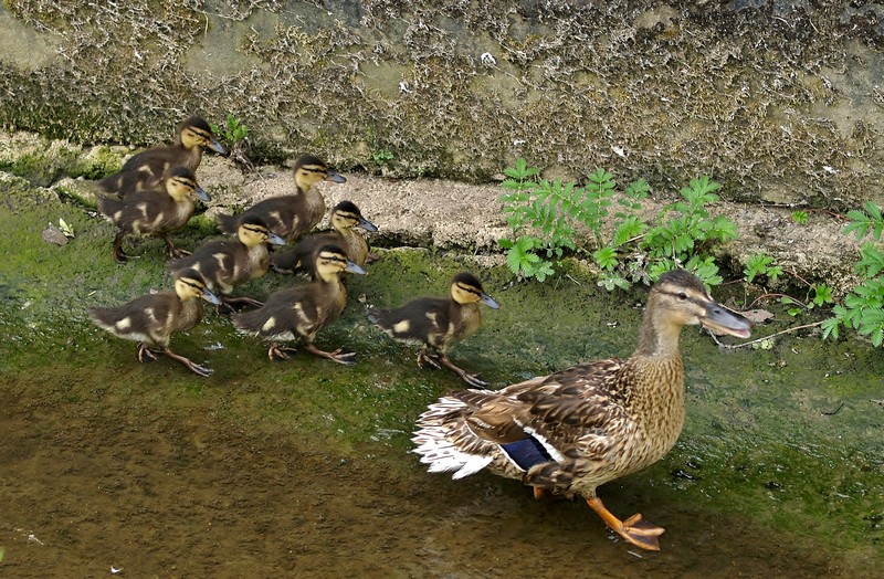 dépechez-vous les enfants c'est mardi la rentrée P9012311