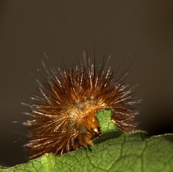 chenille d'écaille P9132810