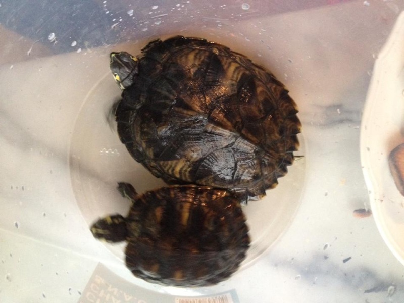 mes tortues 69225_11