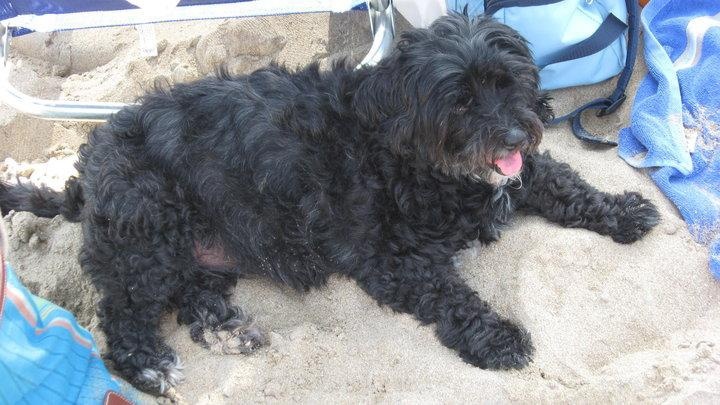DINA perra de 16 años perdida en Los Carriles - Llanes (Asturias). Dina_110