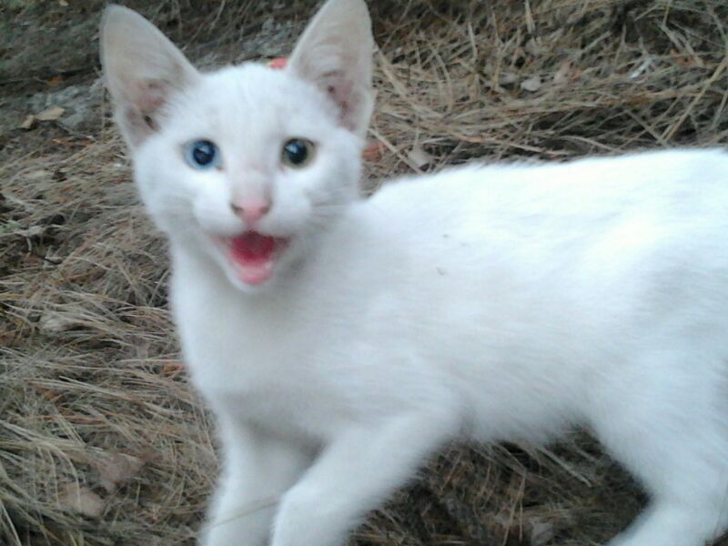 Nuevamente LLAMAMIENTO para CASAS DE ACOGIDA. Tenemos vidas de gatos que dependen de ti Img_5310