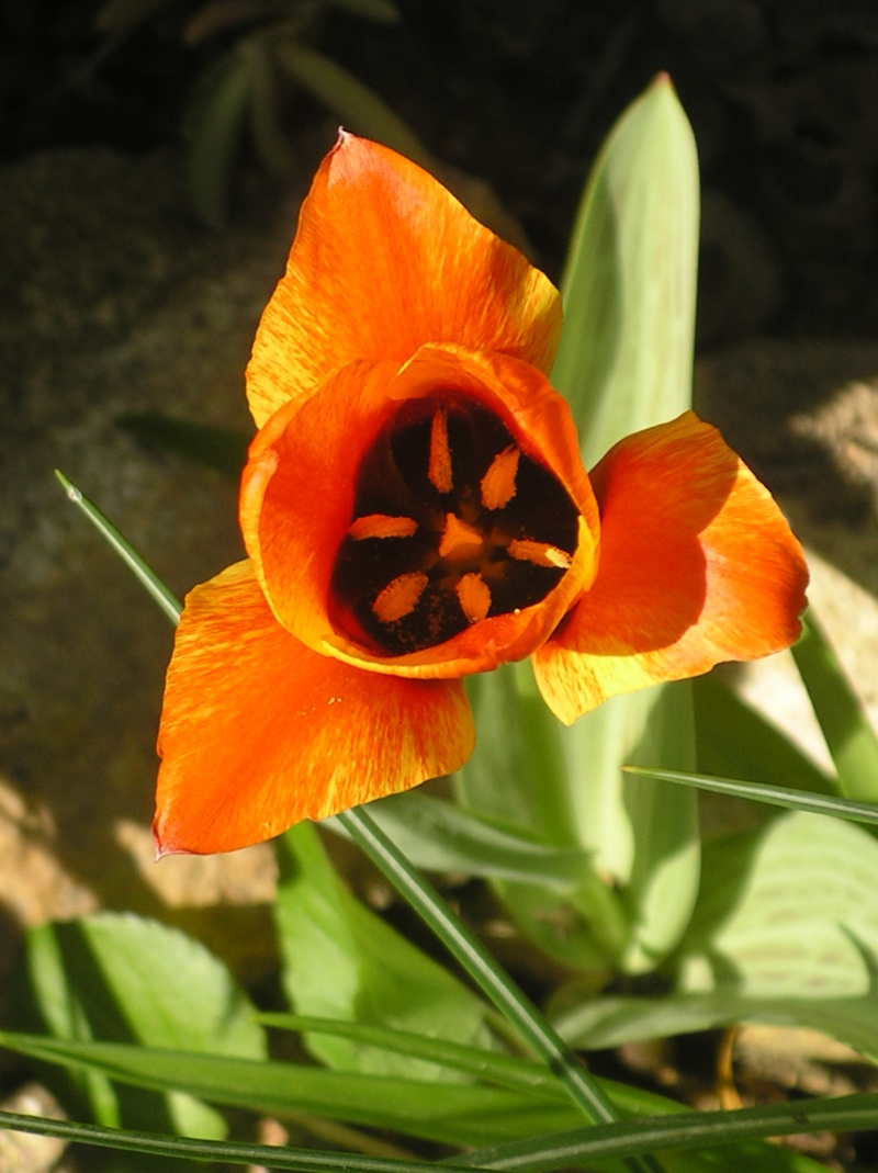 la saison des tulipes 2013 Imgp7236
