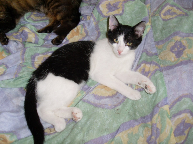 IRVINE, chat noir et blanc, né le 01/04/2013 Divers12