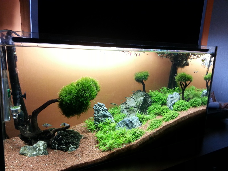 80x35x40 Aquascape .:Coucher de Soleil:.   - Page 7 20130811